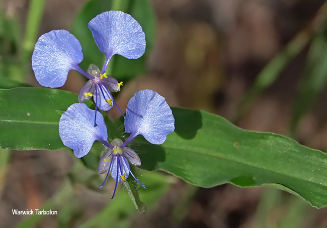Commelina diffusa