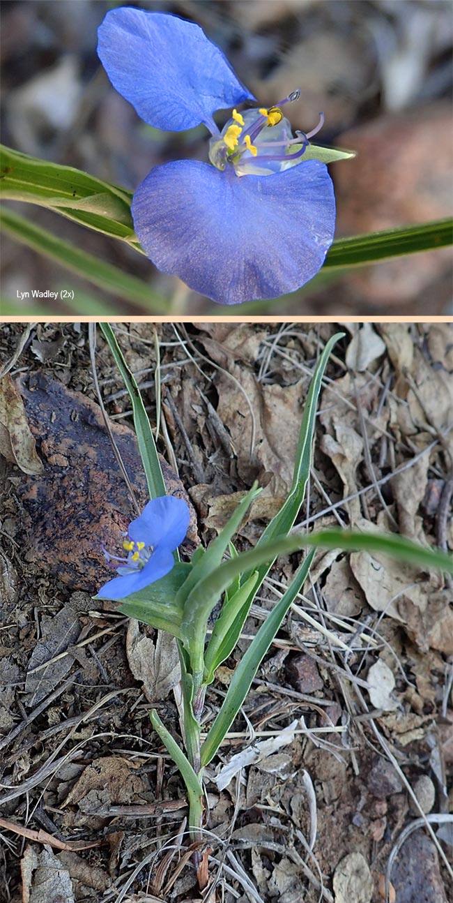 Commelina modesta