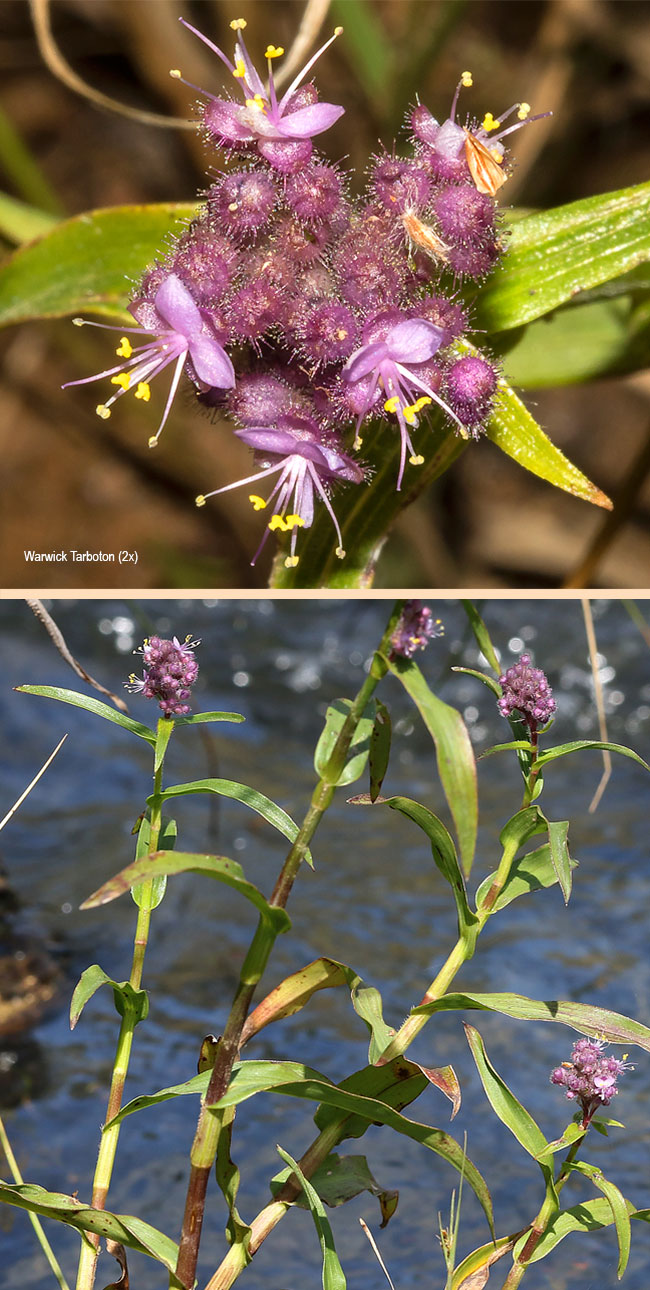 Floscopa glomerata