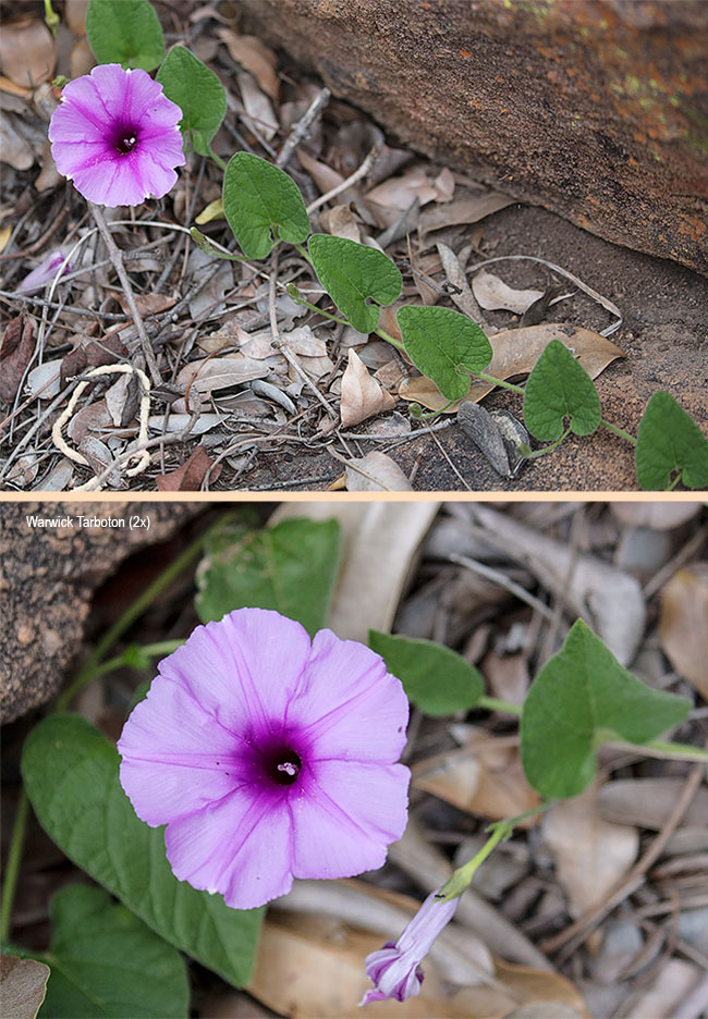 Ipomoea transvaalensis