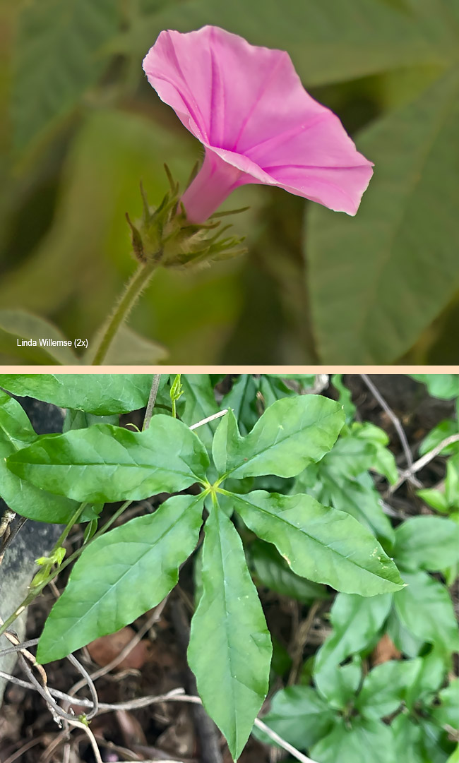 Ipomoea cairica