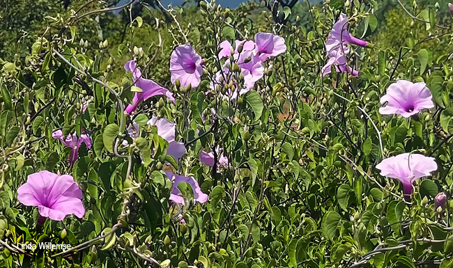 Ipomoea holubii