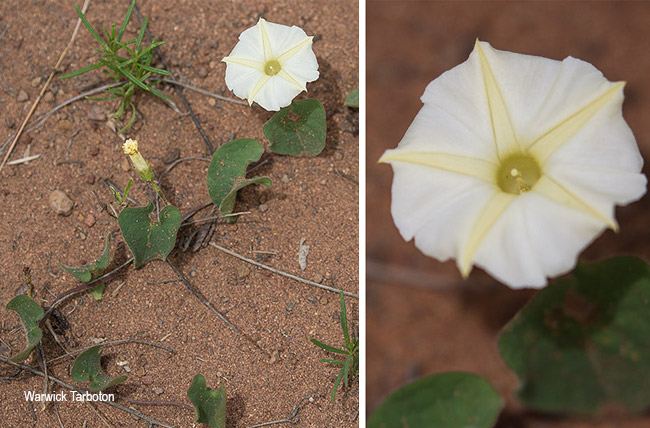 Ipomoea obscura