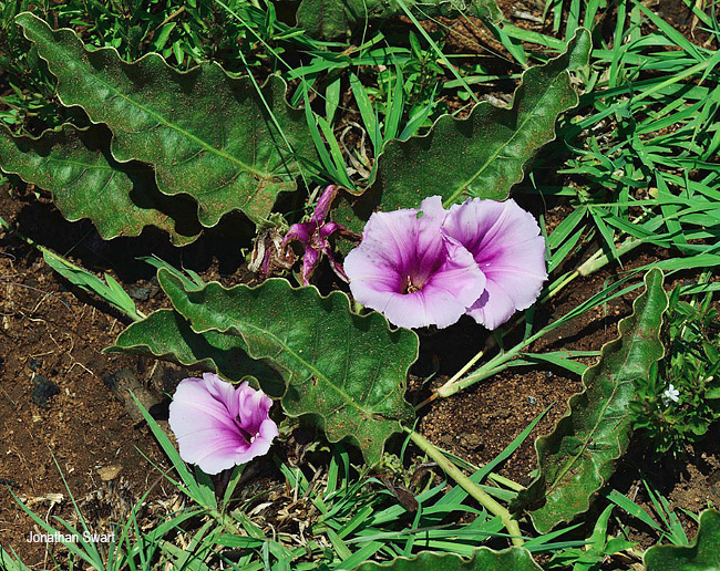 Ipomoea ommanneyi