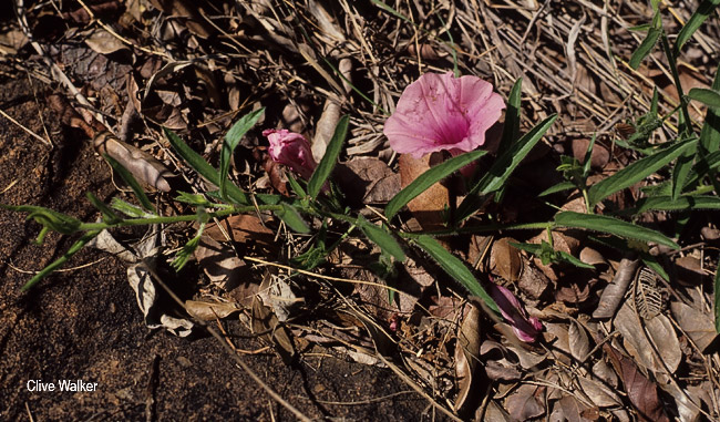 Ipomoea robertsiana