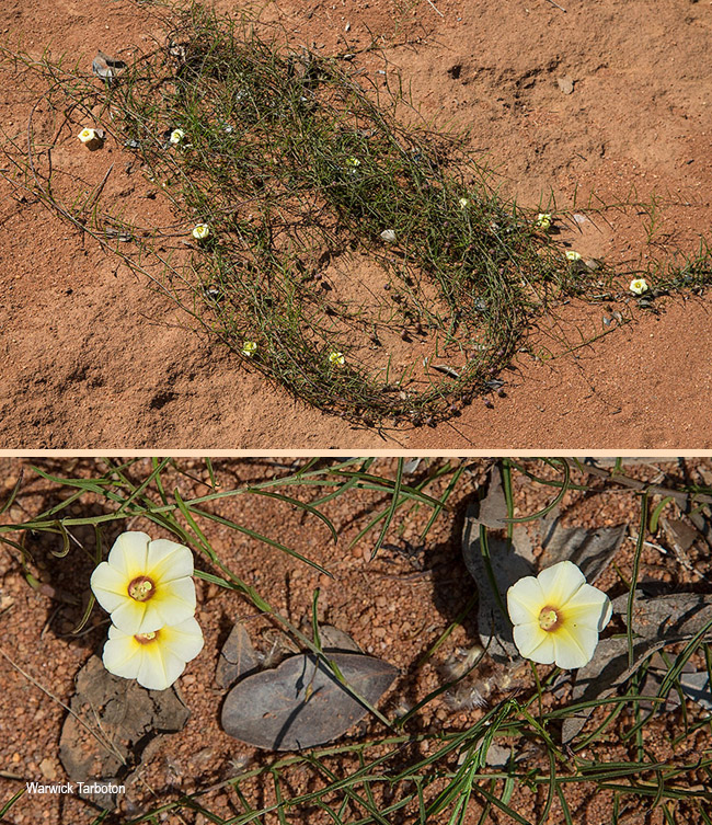 Xenostegia tridentata