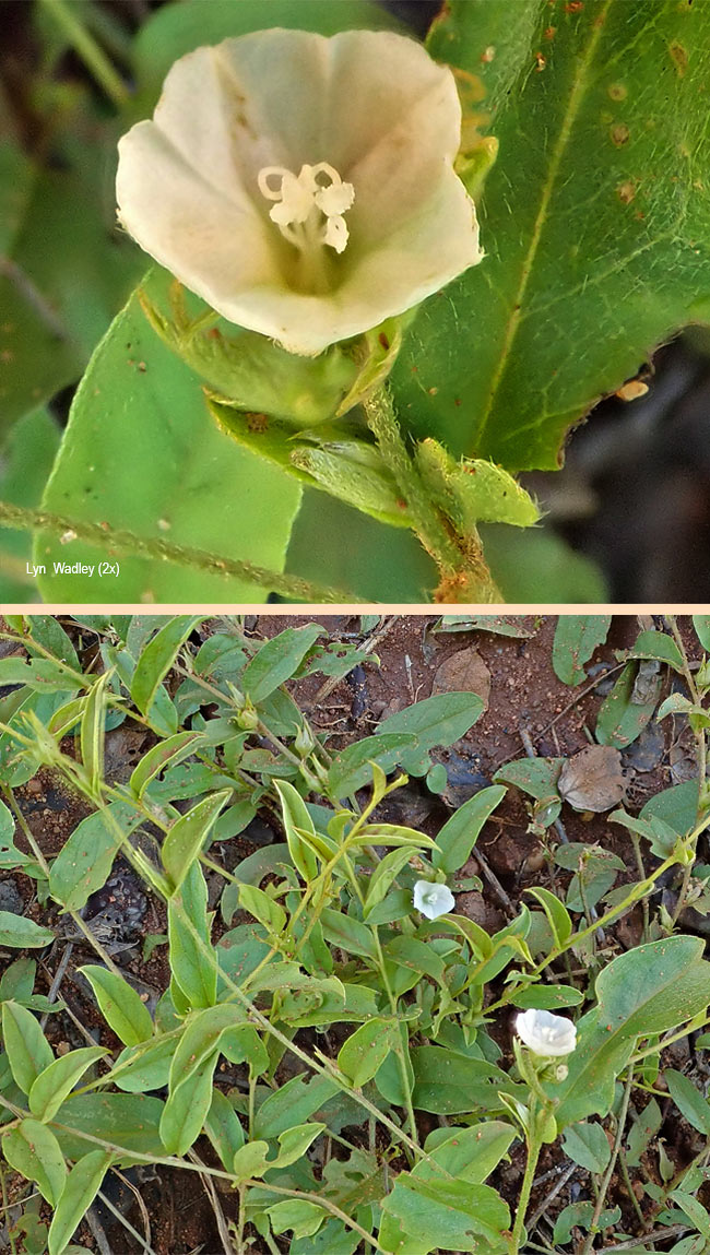 Seddera capensis