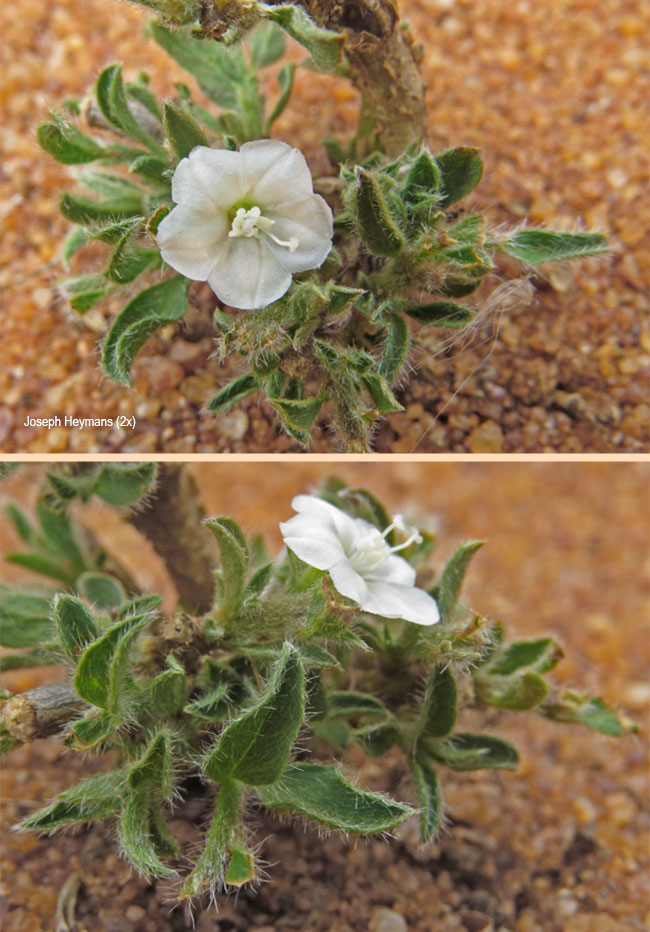 Seddera capensis