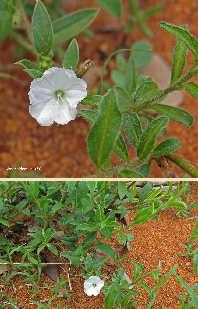 Seddera suffruticosa