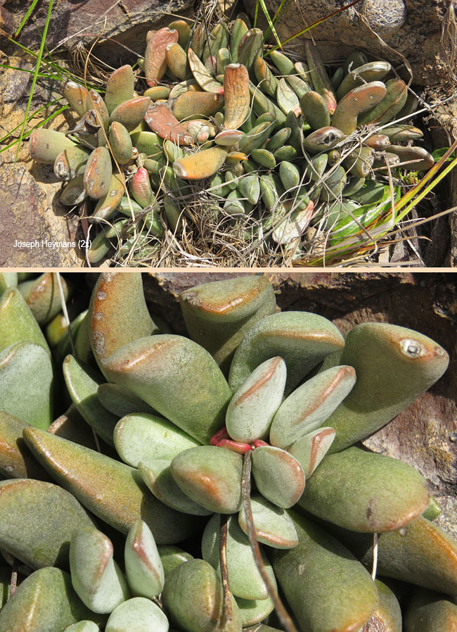 Adromischus umbraticola