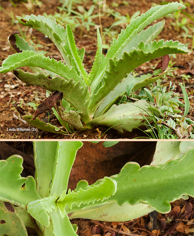 Kalanchoe brachyloba