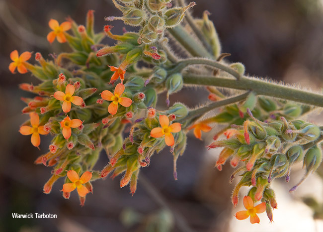 Kalanchoe brachyloba