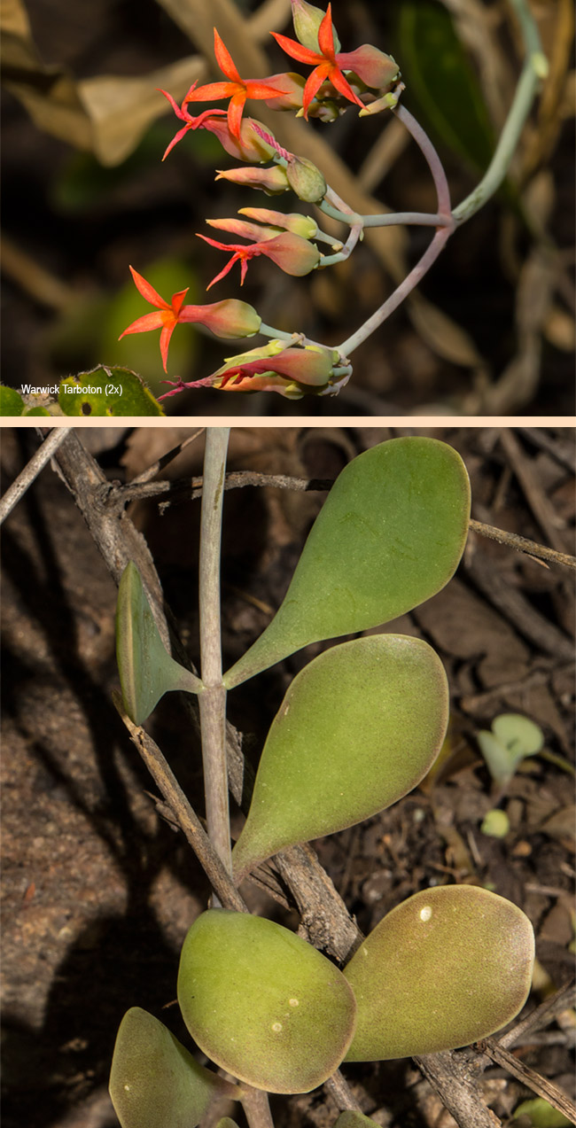 Kalanchoe rotundifolia