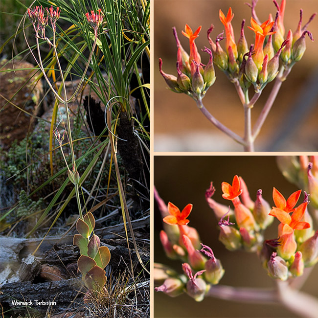 Kalanchoe rotundifolia