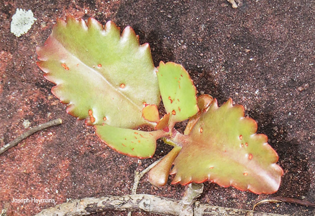 Kalanchoe sexangularis