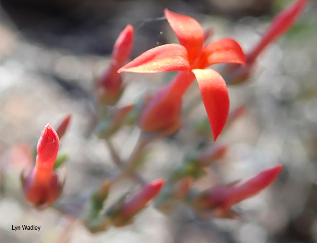 Kalanchoe waterbergensis