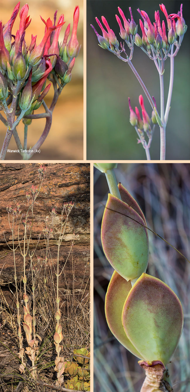 Kalanchoe waterbergensis