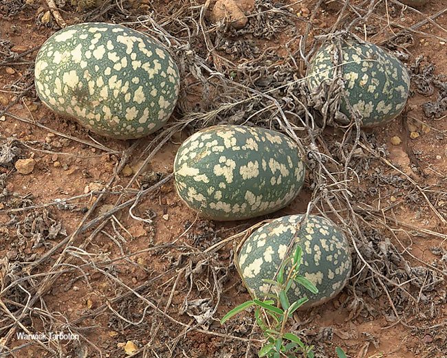 Citrullus lanatus