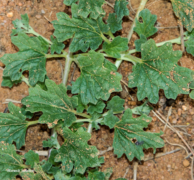 Cucumis humifructus