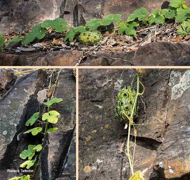 Cucumis metuliferus