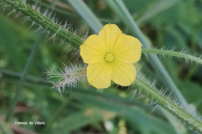 Cucumis metuliferus