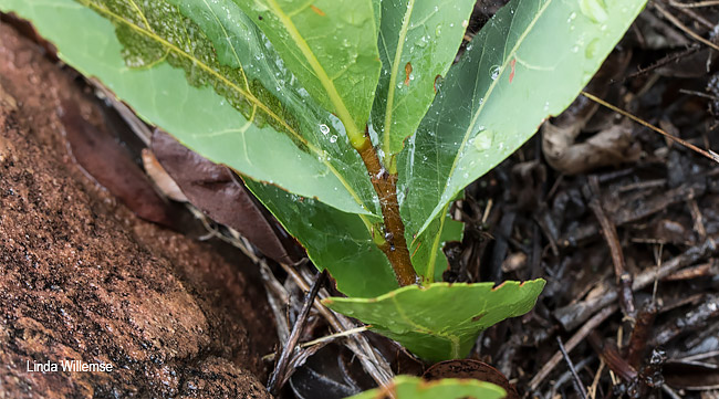 Dichapetalum cymosum