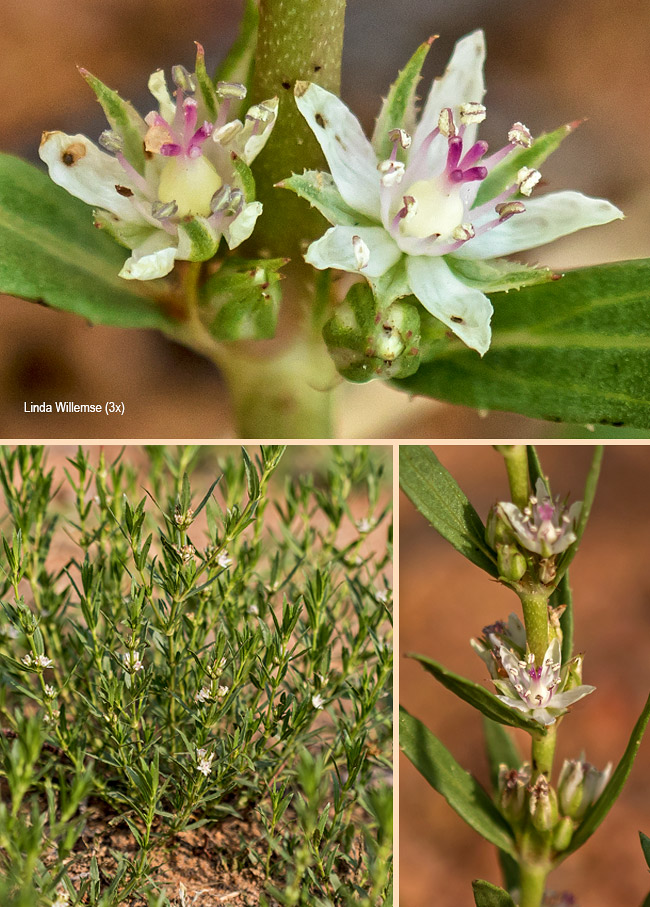 Bergia decumbens