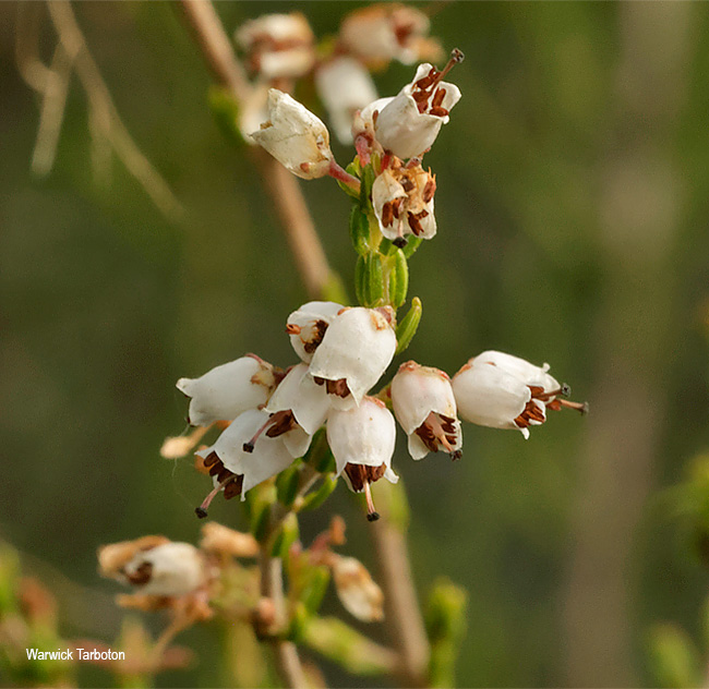 Erica drakensbergensis