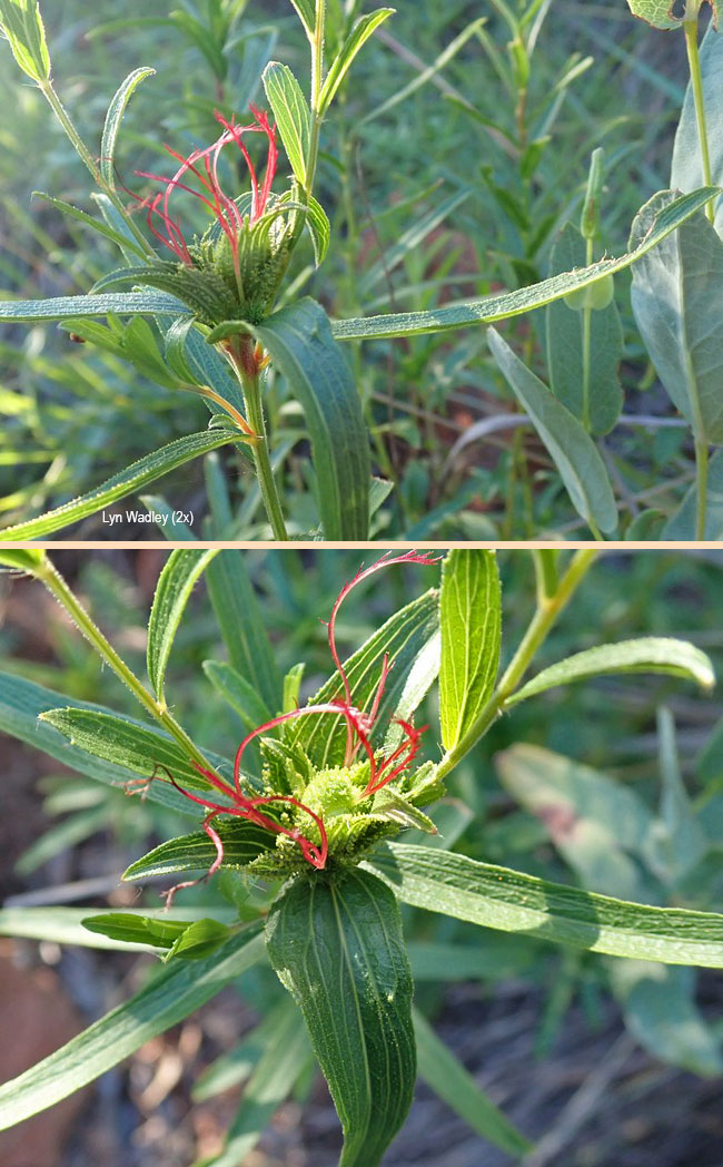 Acalypha caperonioides