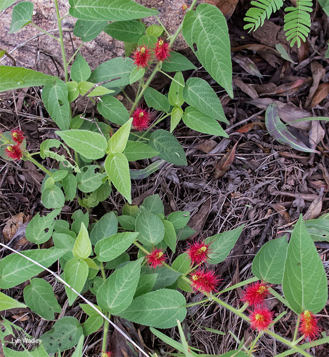 Acalypha villicaulis