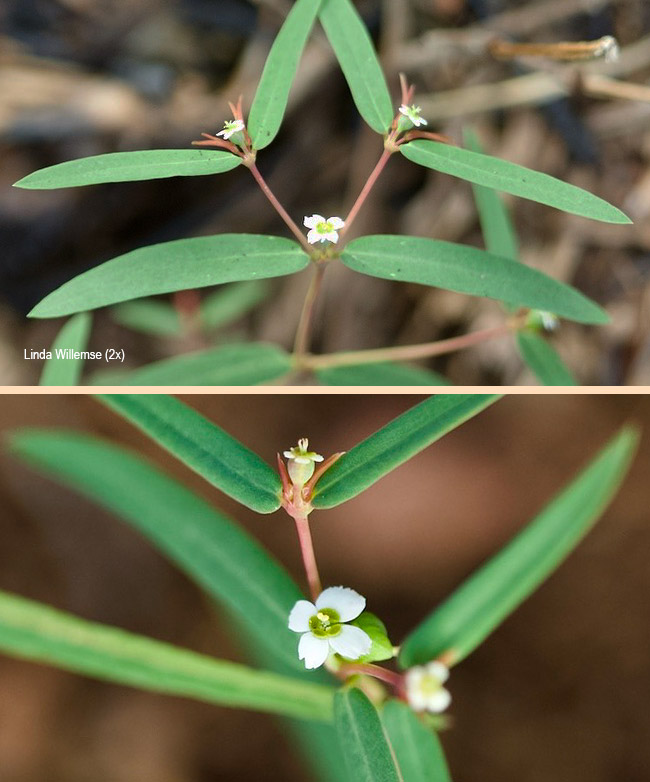 Euphorbia neopolycnemoides