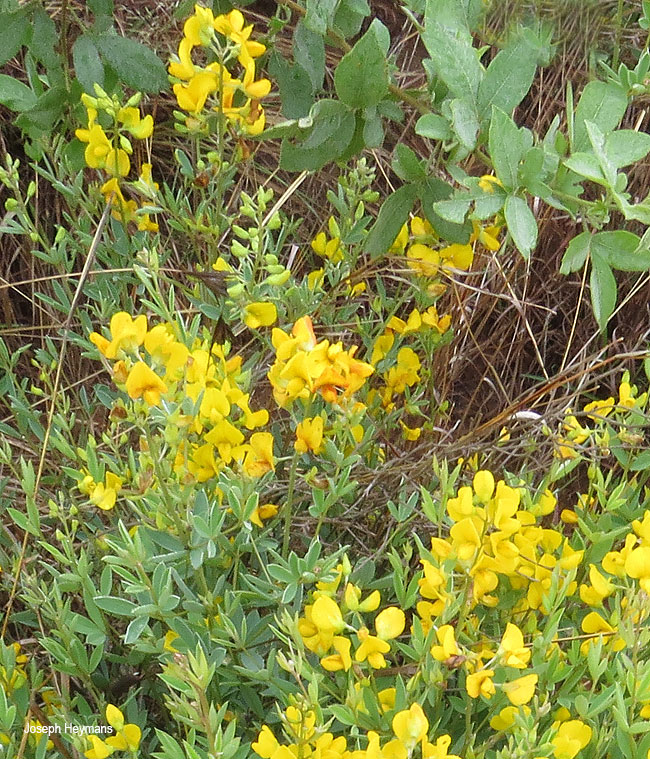 Argyrolobium transvaalense