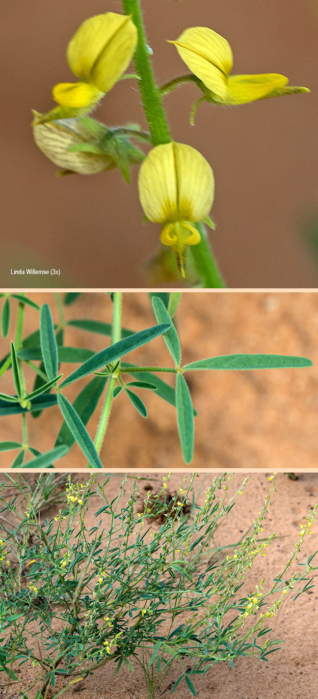 Crotalaria sphaerocarpa
