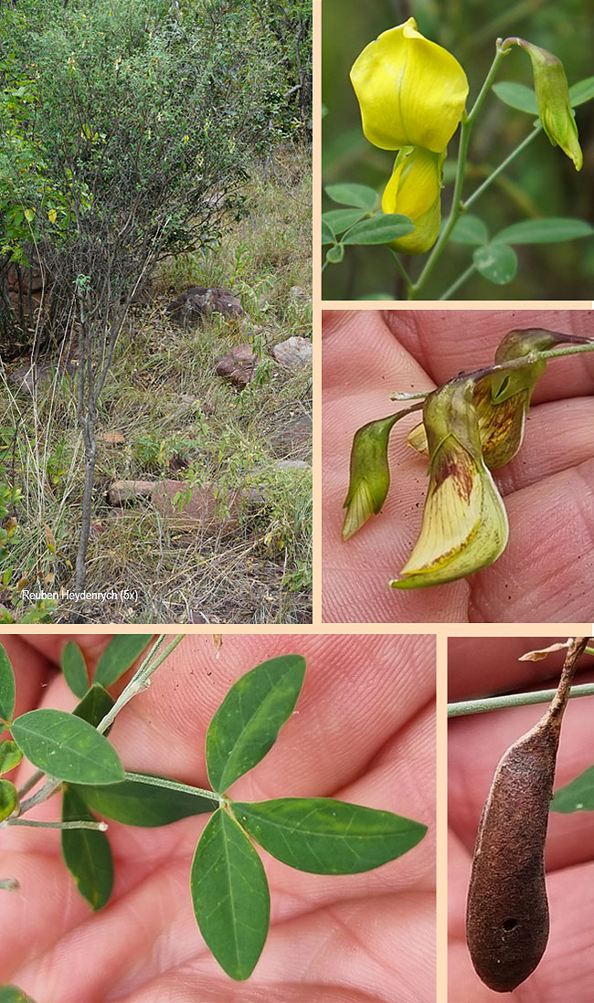 Crotalaria monteirio