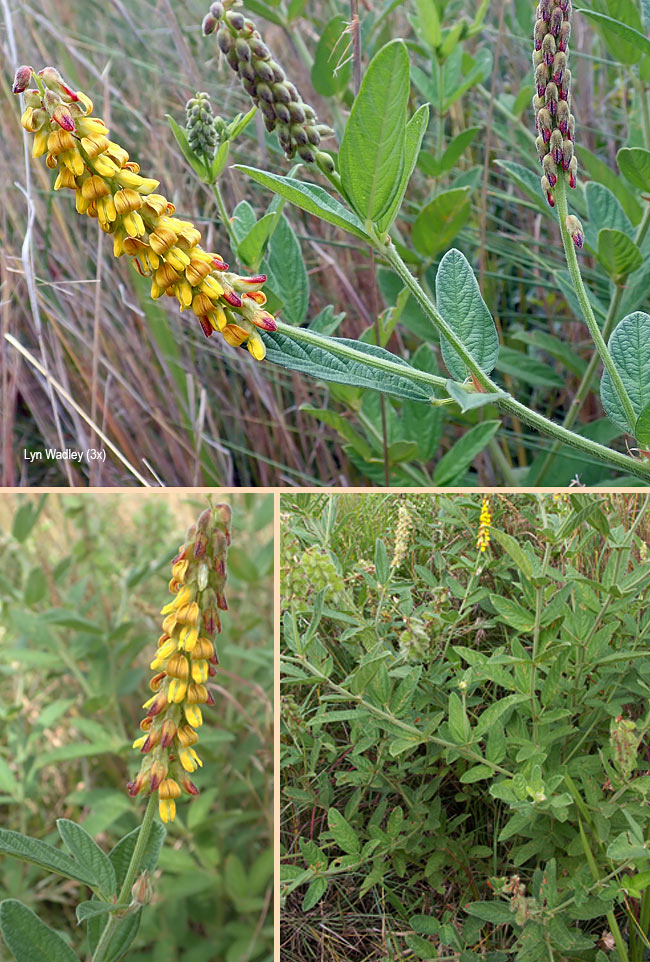 Eriosema nutans