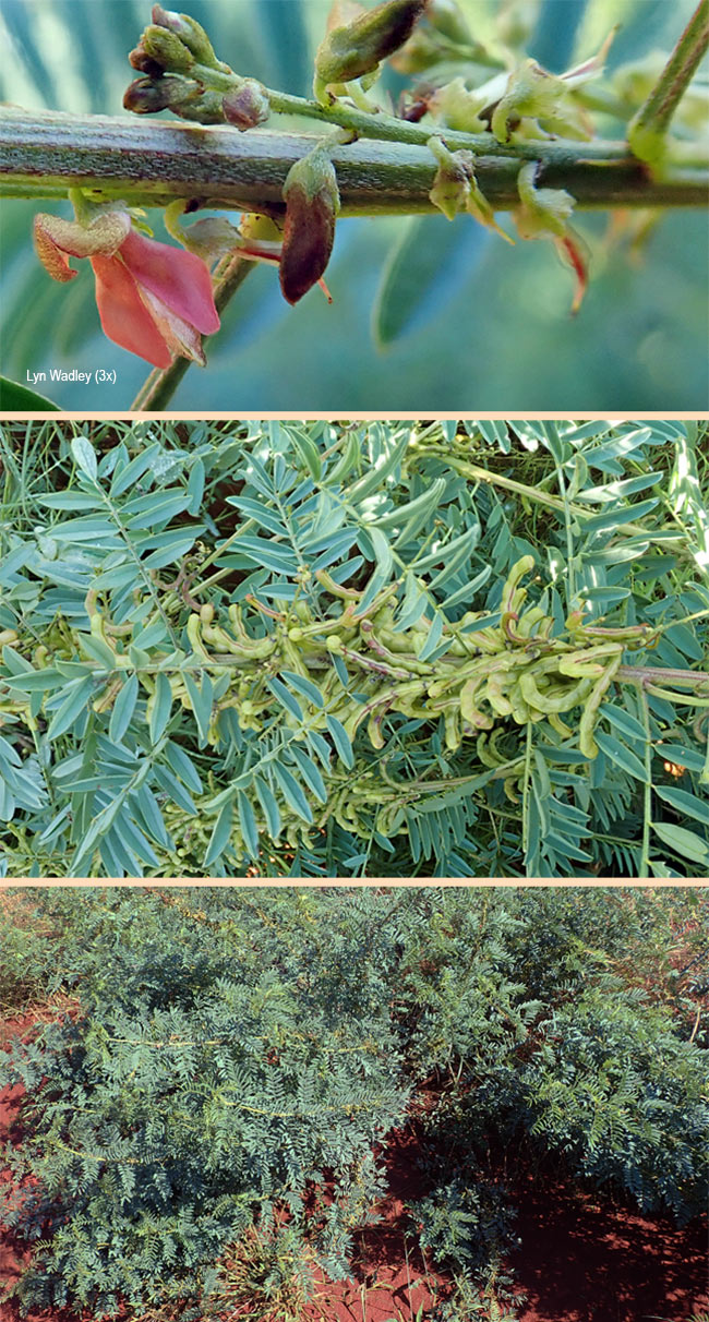 Indigofera cryptantha