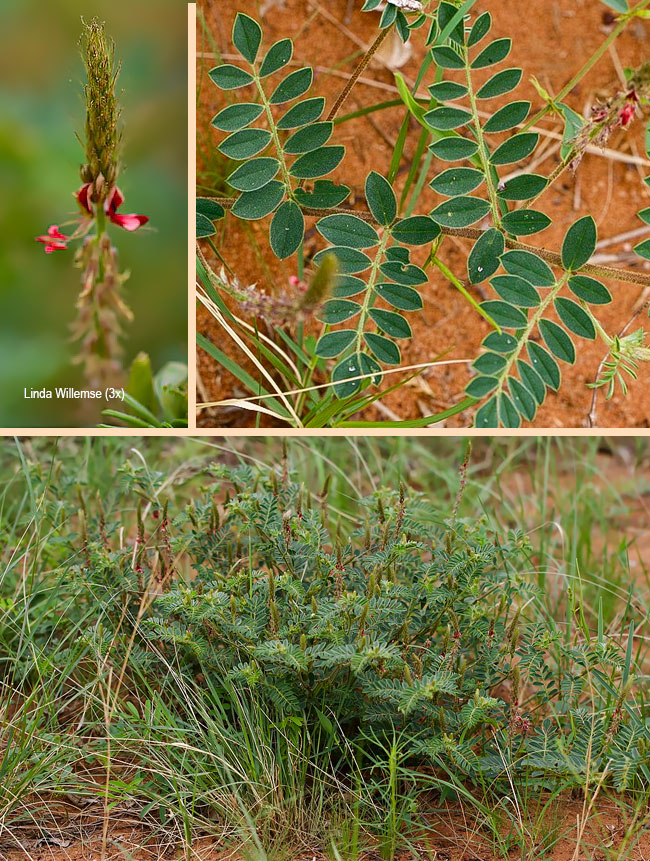 Indigofera cryptantha