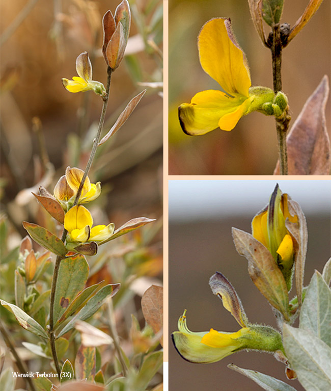 Rhynchosia galpinii