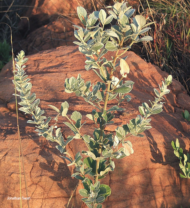 Rhynchosia nitens