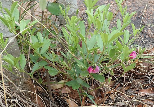 Sphenostylis angustifolia