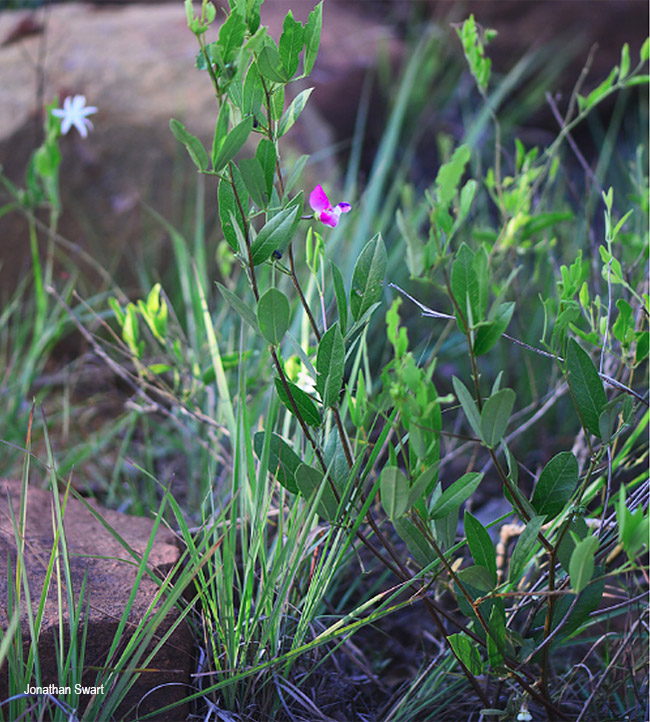 Sphenostylis angustifolia