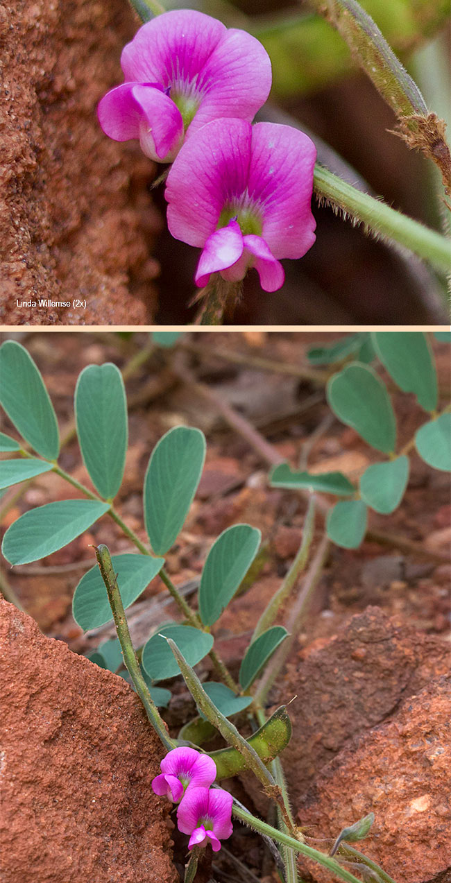 Tephrosia capaensis