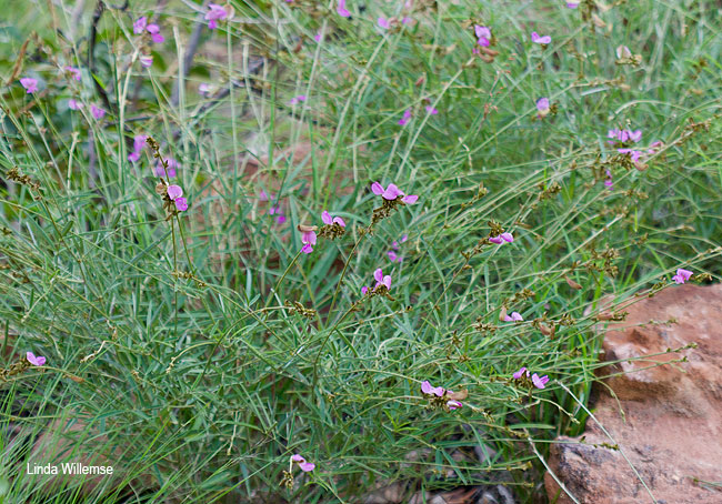 Tephrosia longipes