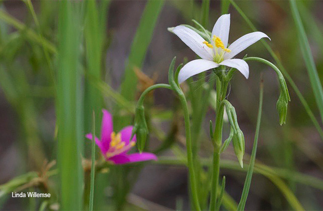 Chironia palustris