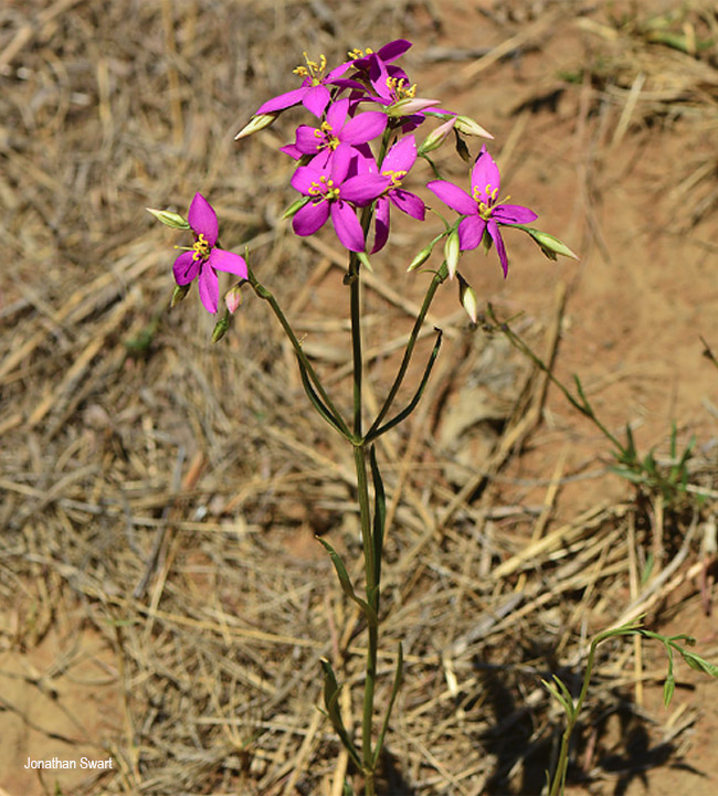 Chironia palustris
