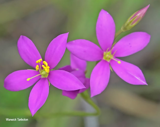 Chironia purpurascens
