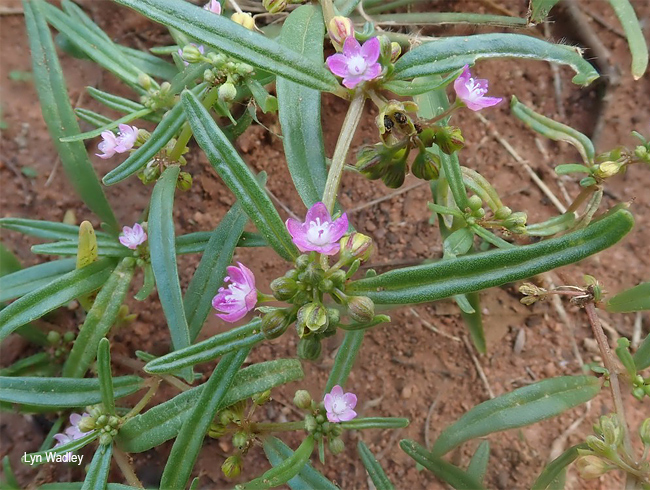 Gisekia pharnacoides