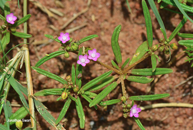 Gisekia pharnacoides