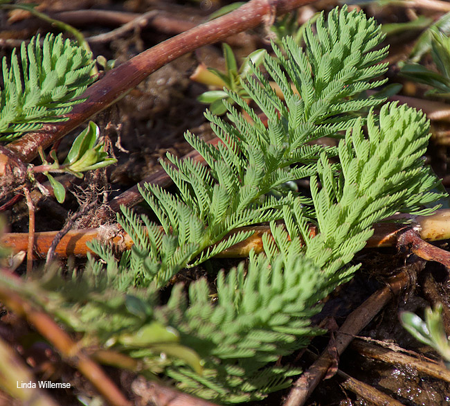 Myrophyllum aquaticum