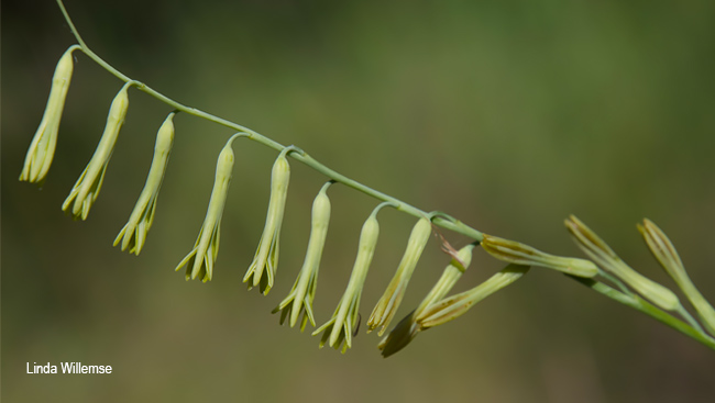 Dipcadi marlothii